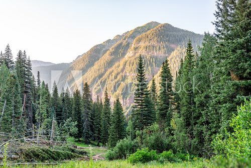 Fototapeta Coniferous pine trees on trail to Ice lake in Silverton, Colorado in August 2019 summer morning sunrise green valley and peak