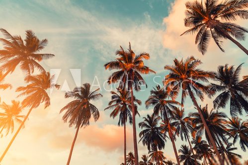 Fototapeta Copy space of tropical palm tree with sun light on sky background.