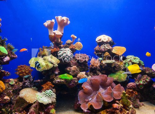 Fototapeta Coral aquarium