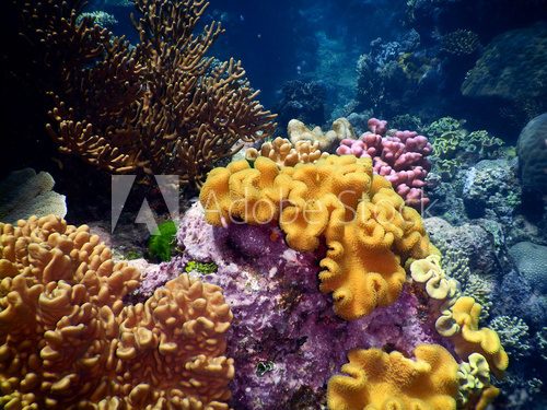 Fototapeta Coral landscape