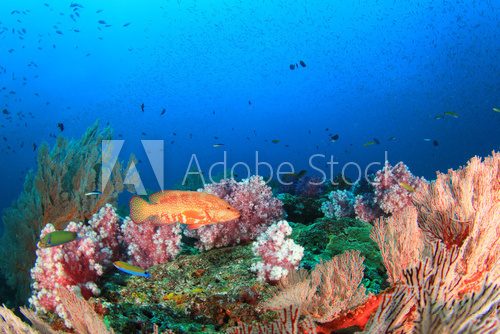 Fototapeta Coral Reef and Fish underwater in ocean