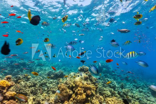 Fototapeta Coral reef and tropical fish in Red Sea