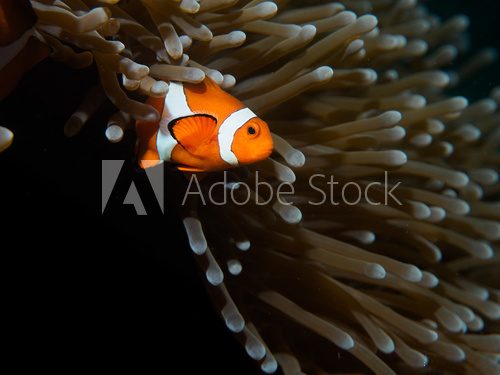 Fototapeta Coral Reef Clownfish