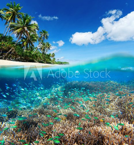 Fototapeta Coral reef in tropical sea.