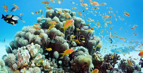 Fototapeta Coral reef scene - panorama