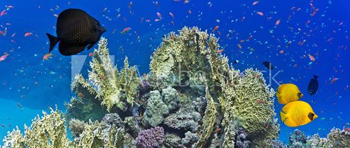 Fototapeta Coral reef scene