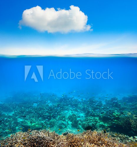Fototapeta coral reef underwater background