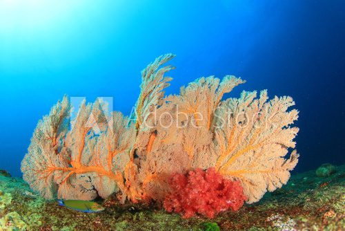 Fototapeta Coral Reef Underwater