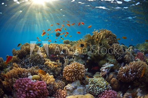 Fototapeta Coral reef