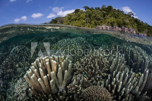 Fototapeta Corals and Limestone Island