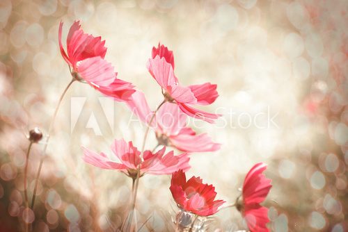 Fototapeta Cosmos flower with light bokeh background
