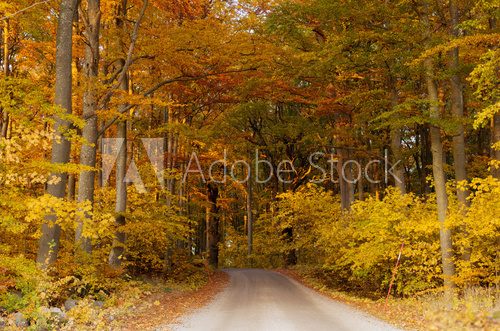 Fototapeta Country road surrounded by beech wood in autumn