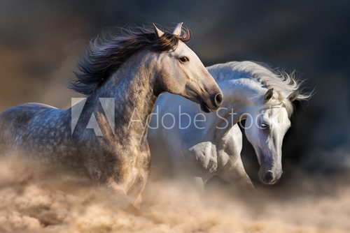 Fototapeta Couple of horse run in dust at sunset light