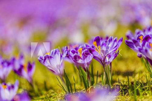 Fototapeta Crocuses in the Tatra Mountain, first springtime flowers