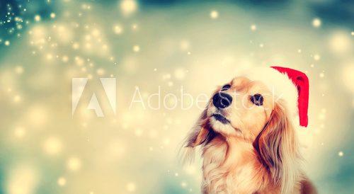 Fototapeta Dachshund dog wearing Santa hat