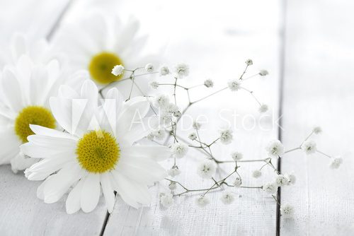 Fototapeta Daisy flower on wooden background