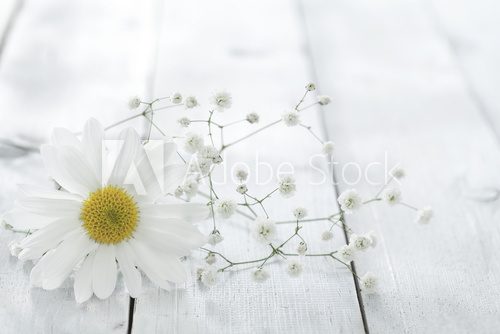 Fototapeta Daisy flower on wooden background