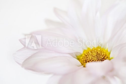 Fototapeta Daisy Flower White Yellow Daisies Floral Flowers Isolated