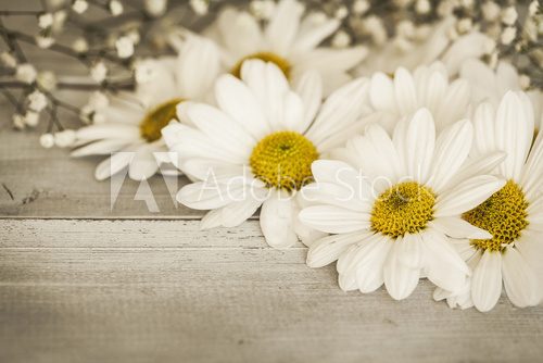 Fototapeta Daisy flowers on wooden background