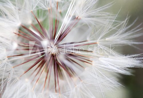Fototapeta dandeion flower close up