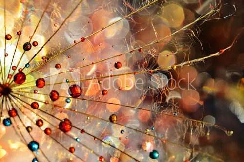 Fototapeta dandelion 19