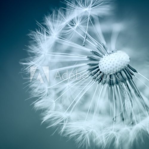 Fototapeta Dandelion