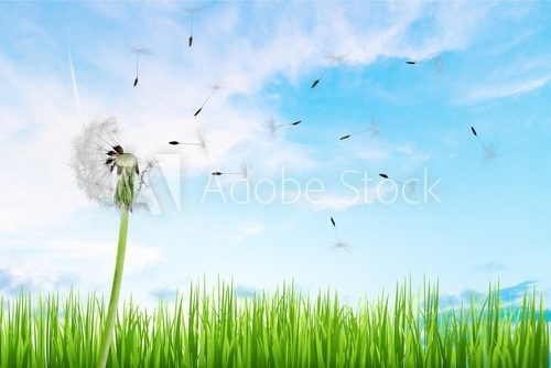 Fototapeta Dandelion.