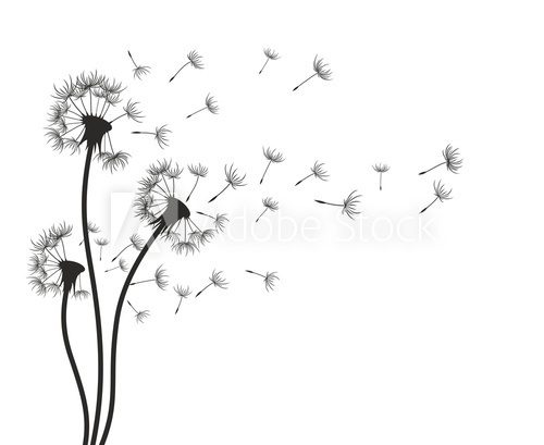 Fototapeta Dandelion.