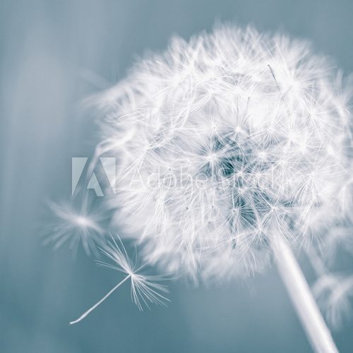 Fototapeta Dandelion