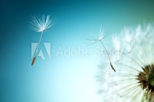 Fototapeta Dandelion