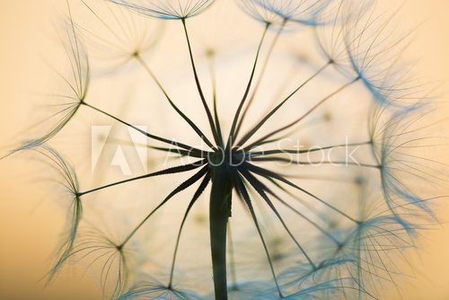 Fototapeta dandelion