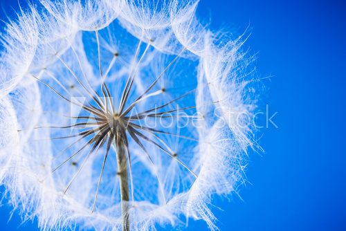 Fototapeta dandelion