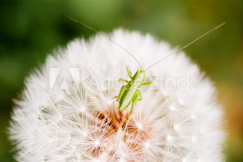 Fototapeta Dandelion and grasshopper. Spring flower and insect