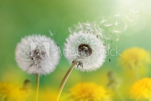 Fototapeta Dandelion clock in morning sun