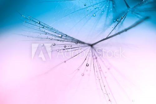 Fototapeta Dandelion close up small water drops on a pink blue background. Abstract photo with the dandelions.