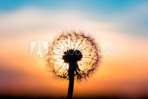 Fototapeta Dandelion flower with sunset