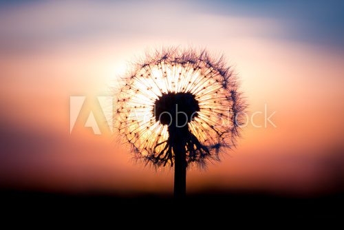 Fototapeta Dandelion flower with sunset