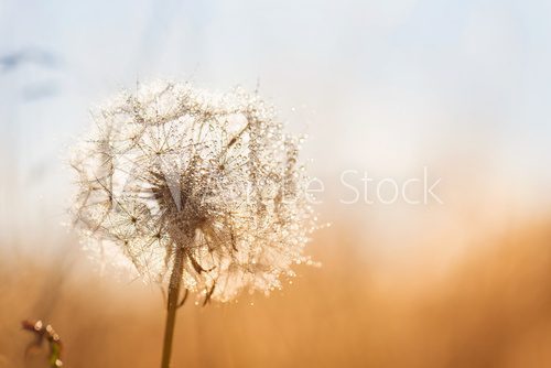 Fototapeta Dandelion flower