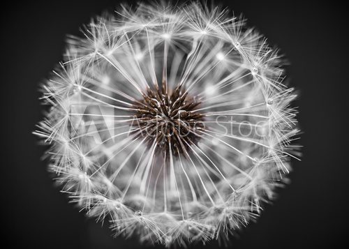 Fototapeta Dandelion head closeup
