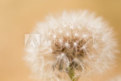 Fototapeta dandelion in nature