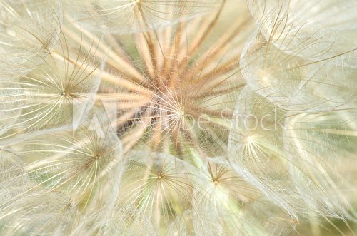 Fototapeta Dandelion inside,macro photography