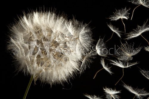 Fototapeta Dandelion Loosing Seeds in the Wind