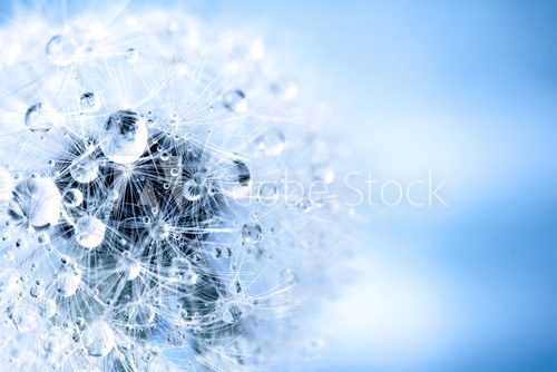 Fototapeta dandelion macro