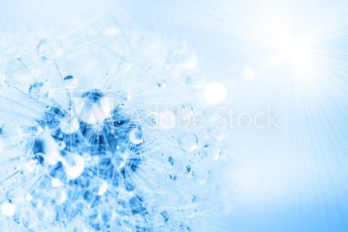 Fototapeta dandelion macro