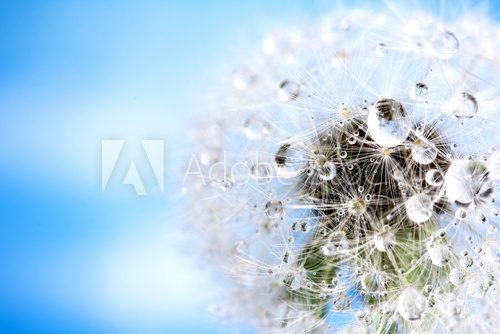 Fototapeta dandelion macro