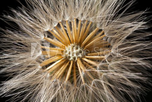 Fototapeta Dandelion seed head details -  Taraxacum officinale