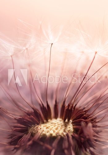 Fototapeta Dandelion seed on sunlight - Abstract