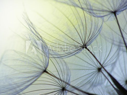 Fototapeta dandelion seed
