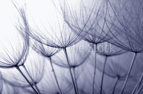 Fototapeta dandelion seeds