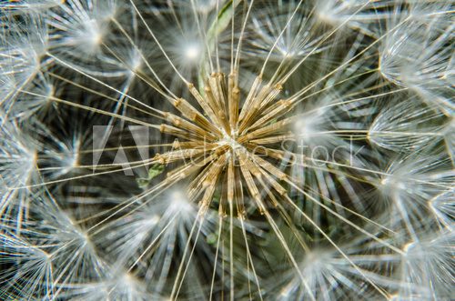 Fototapeta Dandelion seeds